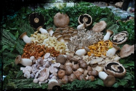 COGUMELOS